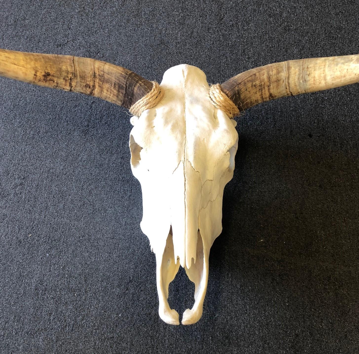 long horn cow skull