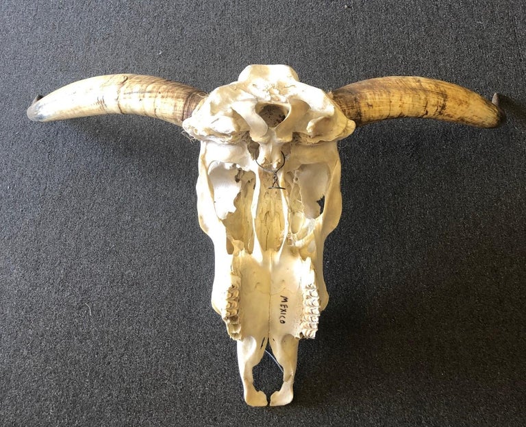 Genuine Longhorn / Cow Skull with Horns For Sale at 1stdibs