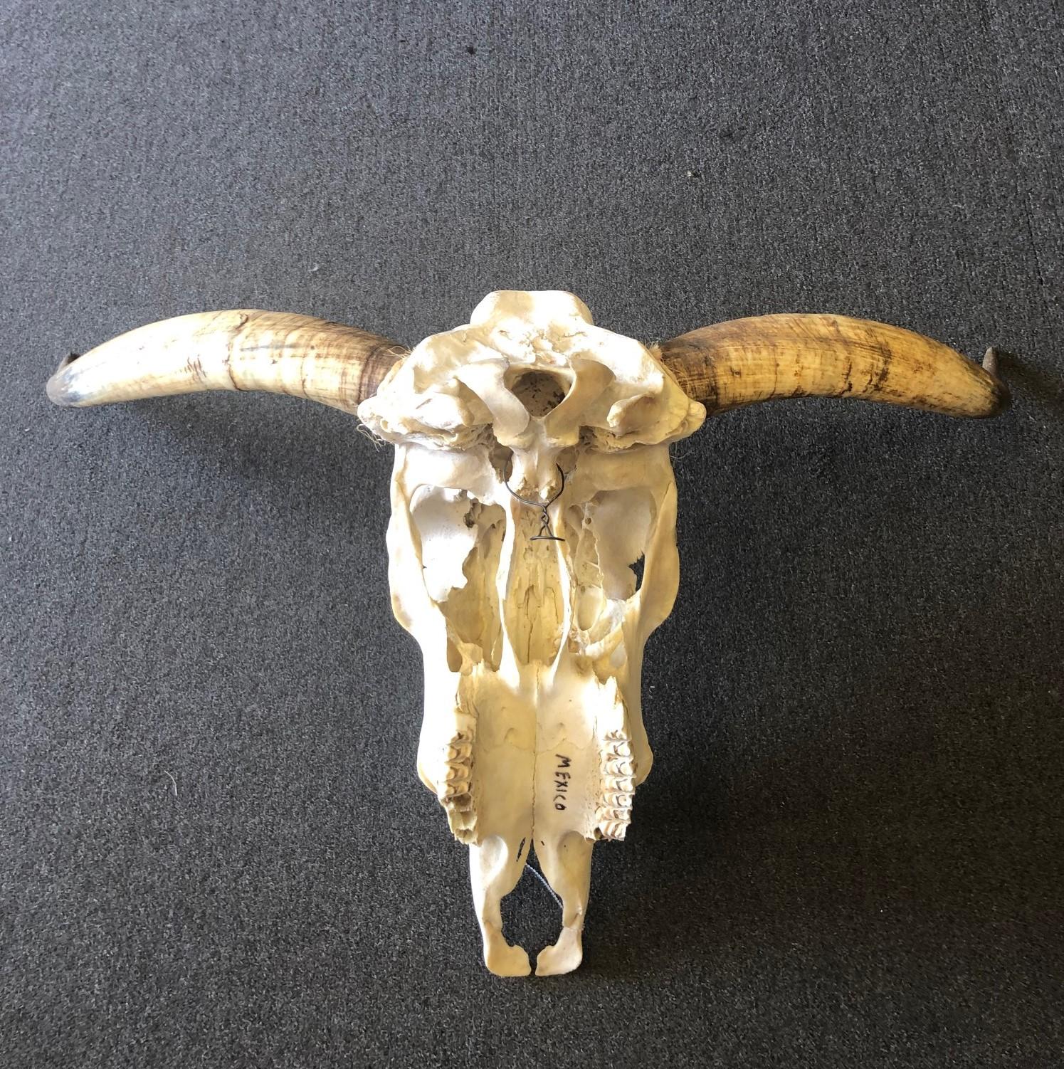 Mexican Genuine Longhorn / Cow Skull with Horns