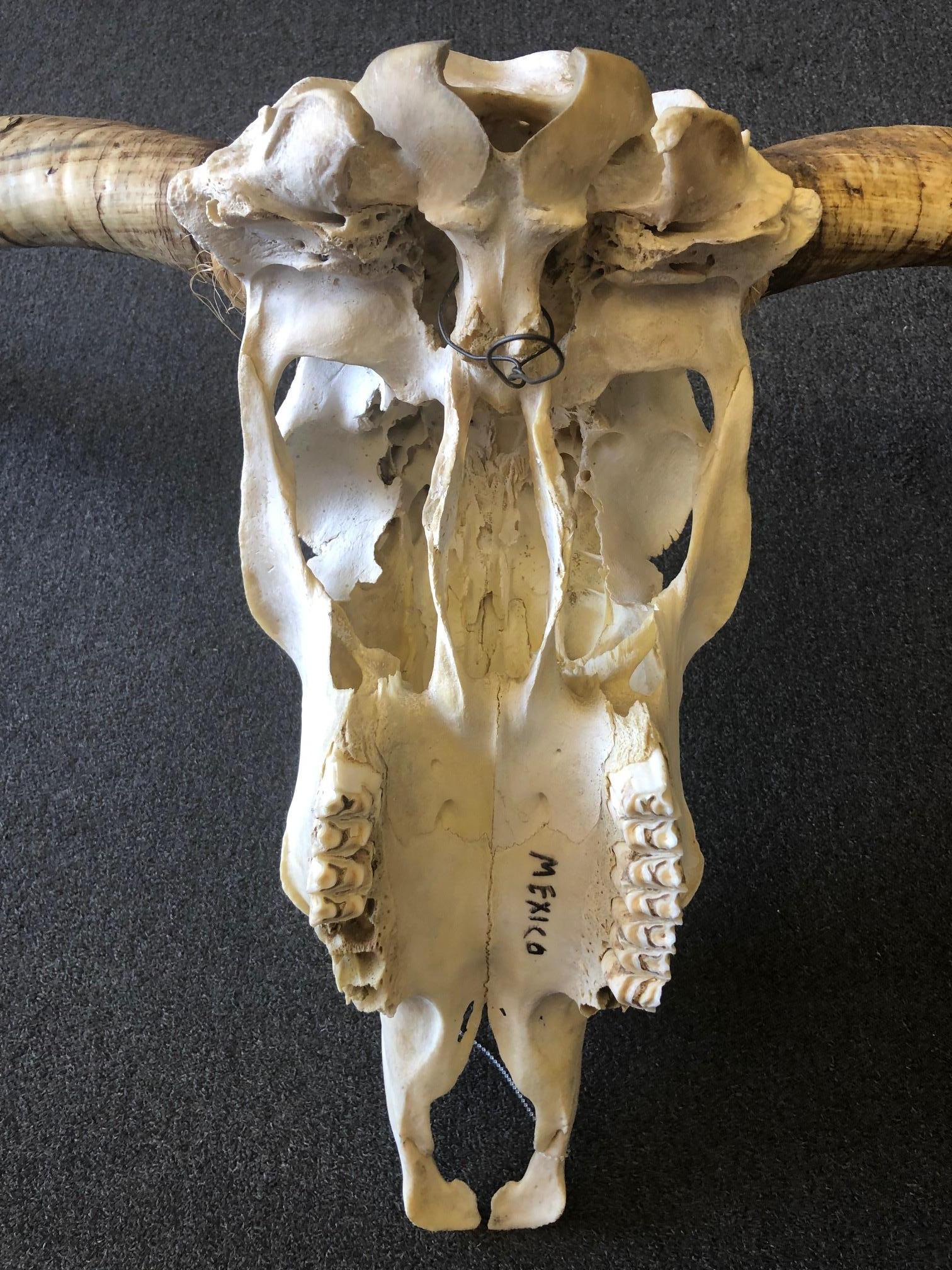 Genuine Longhorn / Cow Skull with Horns In Good Condition In San Diego, CA