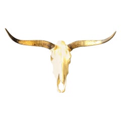 Véritable crâne de longhorn / vache avec cornes