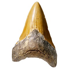 Genuine Megalodon Shark Tooth in Display Box (107.9 grams)