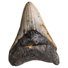 Genuine Megalodon Shark Tooth in Display Box (113.9 grams)