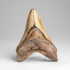 Véritable dent de requin mégalodon dans sa boîte d'exposition (178 grammes)
