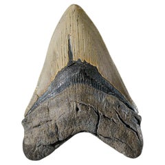 Antique Genuine Megalodon Shark Tooth in Display Box (225.1 grams)
