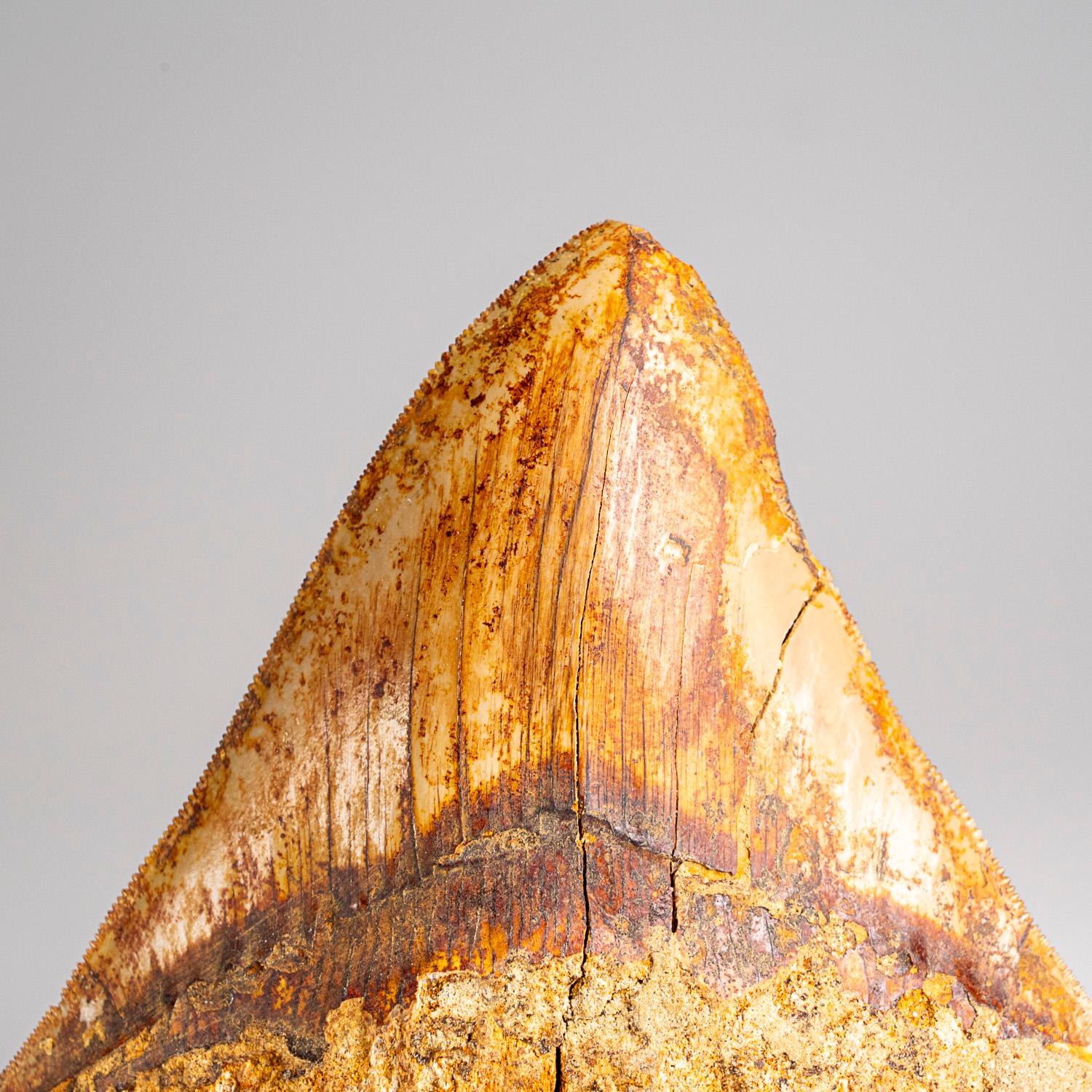 Megalodon was a prehistoric shark that may have been 50 feet long or more, two or three times as long as the Great White Shark! Just like modern sharks, this prehistoric predator did not have any bones to leave in the fossil record, except for their