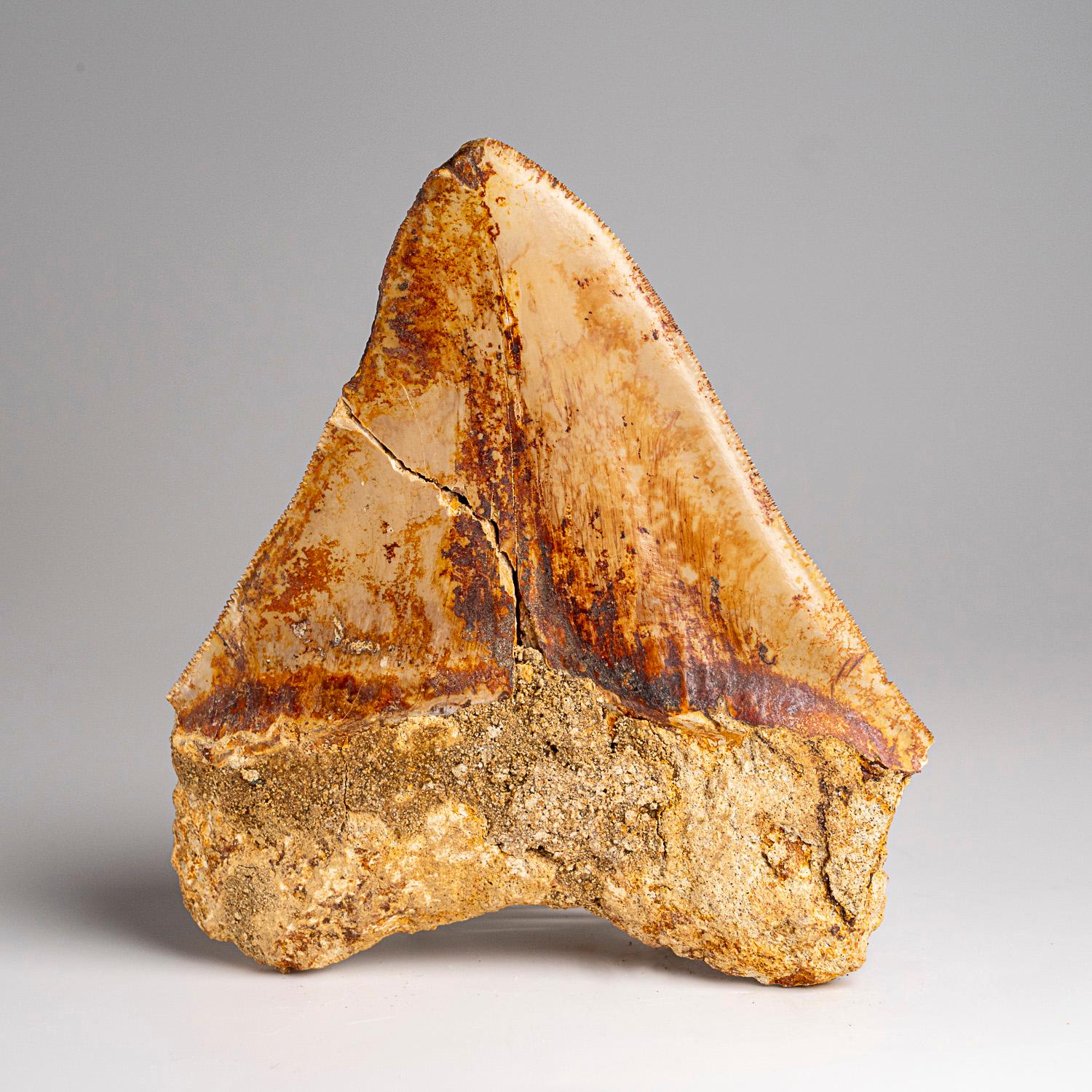 American Genuine Megalodon Shark Tooth in Display Box (241 grams) For Sale