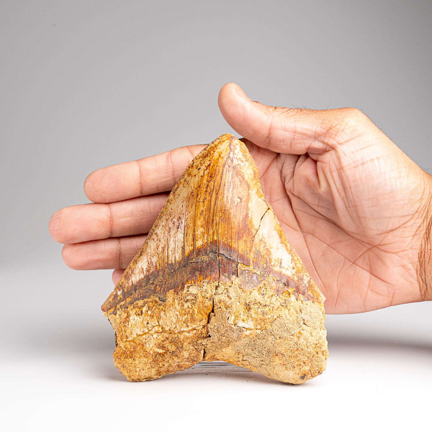 Genuine Megalodon Shark Tooth in Display Box (241 grams) In New Condition For Sale In New York, NY