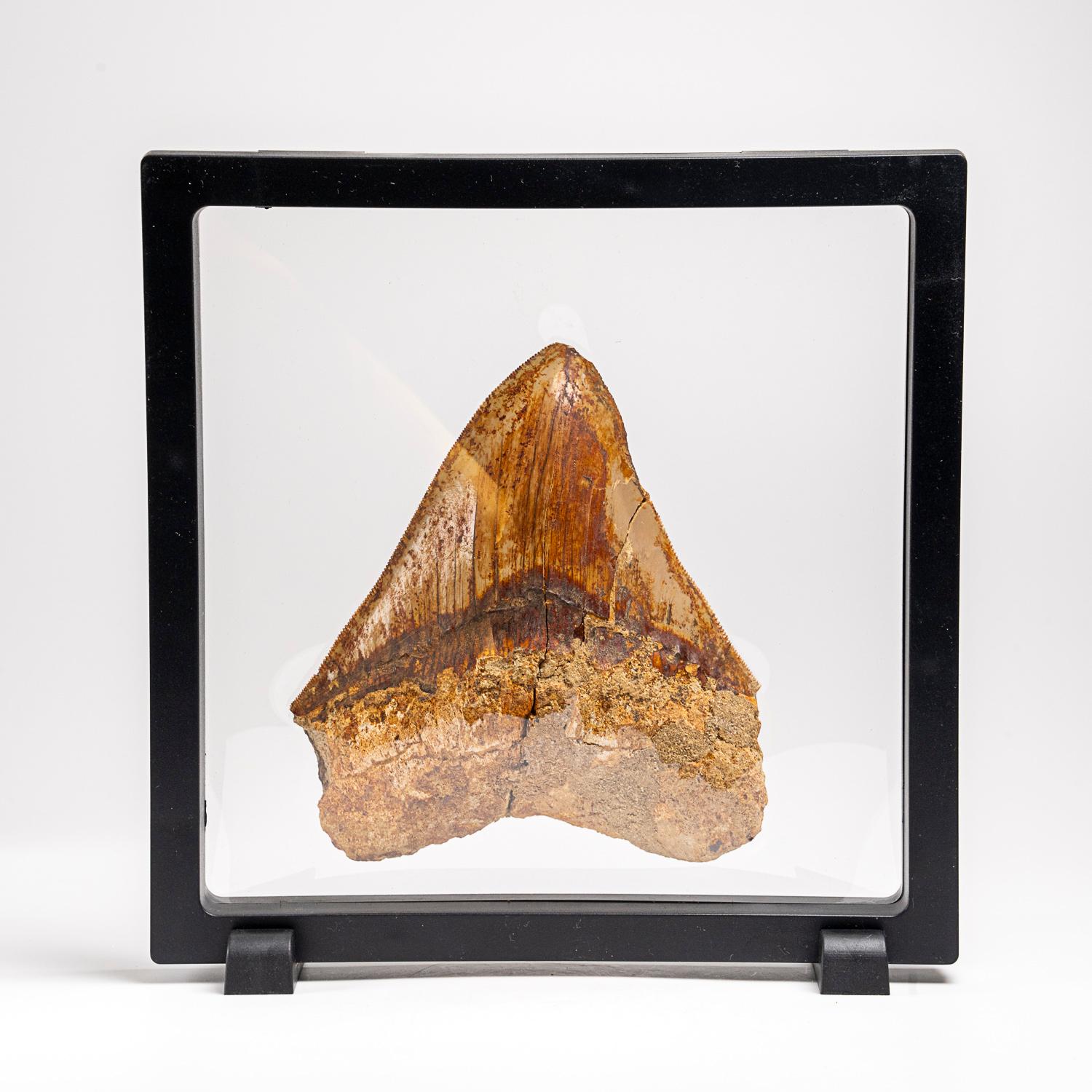 Contemporary Genuine Megalodon Shark Tooth in Display Box (241 grams) For Sale