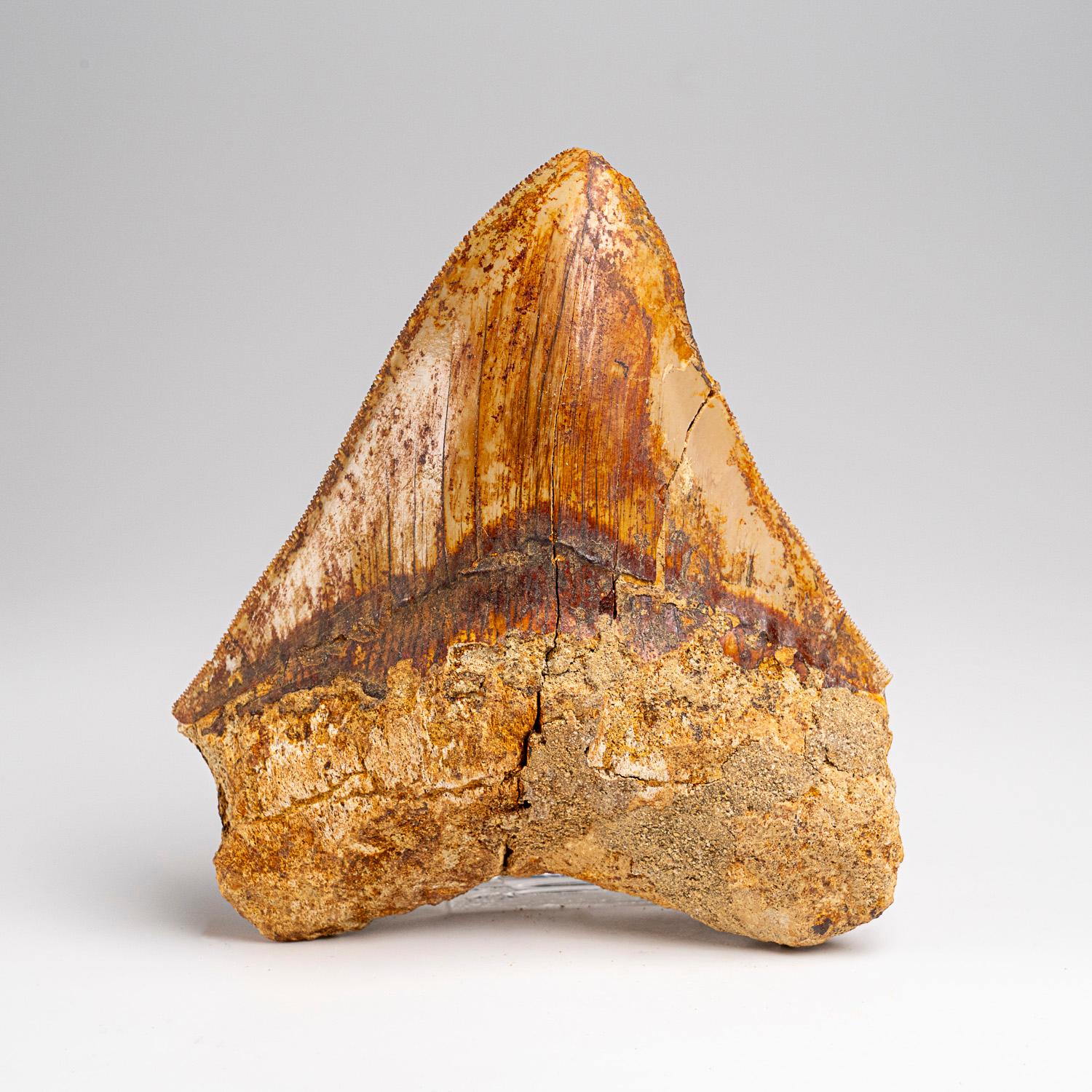 Véritable dent de requin mégalodon dans sa boîte d'exposition (241 grammes)