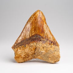 Véritable dent de requin mégalodon dans sa boîte d'exposition (241 grammes)