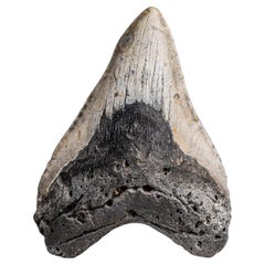 Genuine Megalodon Shark Tooth in Display Box (241.1 grams)