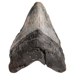 Genuine Megalodon Shark Tooth in Display Box (256.9 grams)