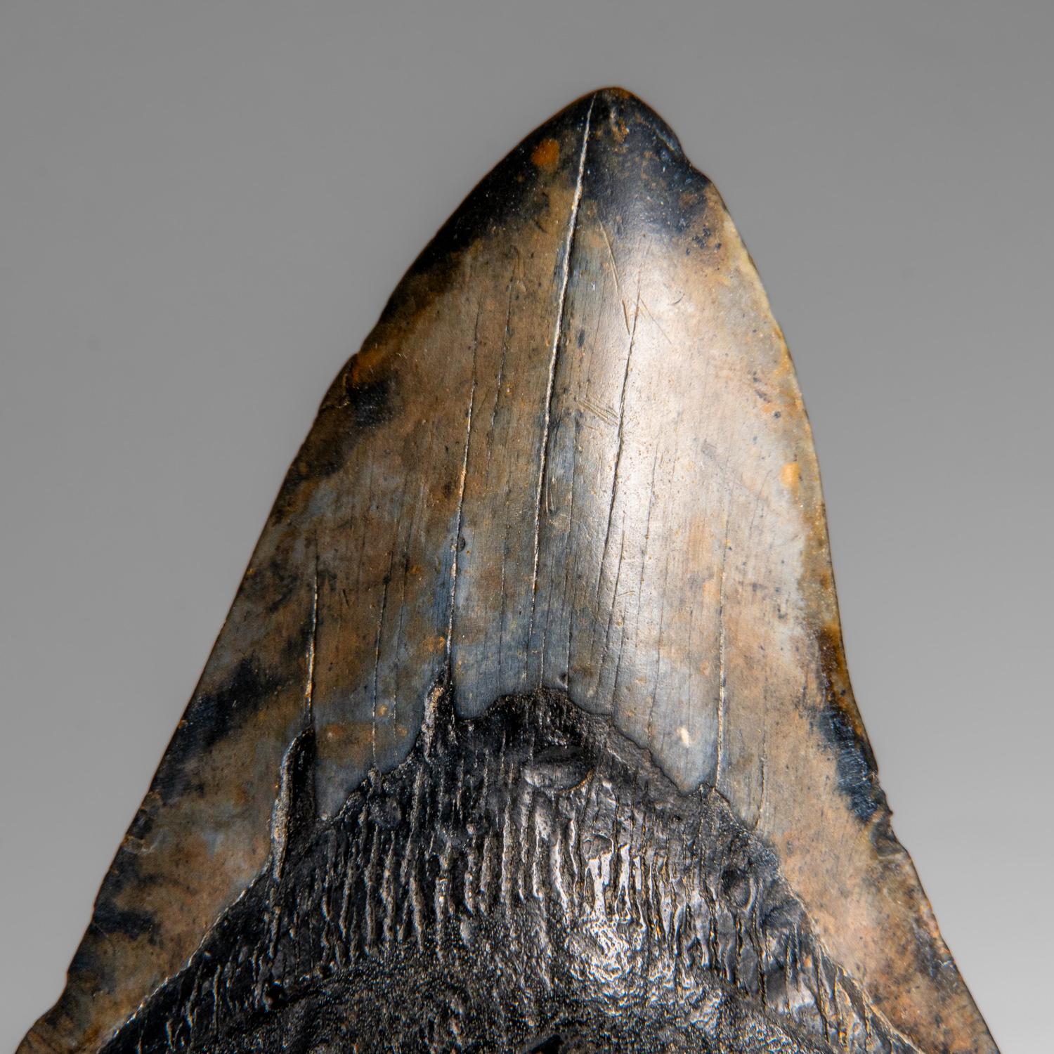 Der Megalodon war ein prähistorischer Hai, der vielleicht 50 Fuß oder mehr lang war, zwei- oder dreimal so lang wie der Große Weiße Hai! Genau wie moderne Haie hatte dieses prähistorische Raubtier außer seinen massiven Zähnen keine Knochen, die in