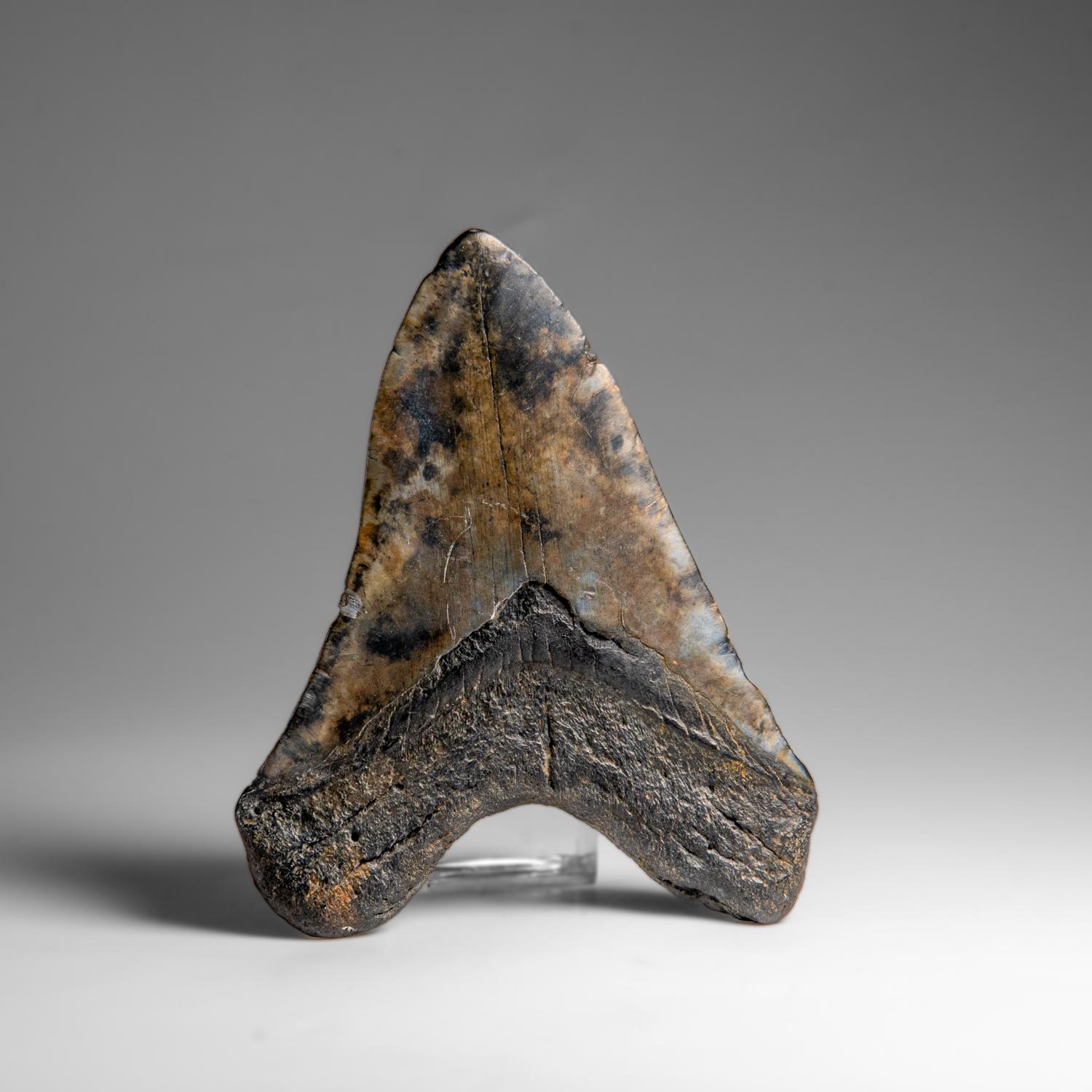 Genuines Megalodon-Schlangenzahn in Vitrinenschachtel (258.9 Gramm) (amerikanisch) im Angebot
