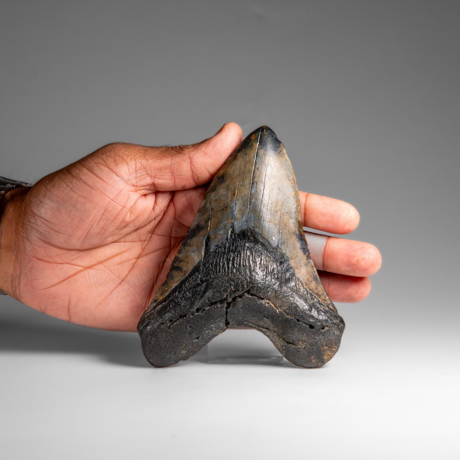 Genuines Megalodon-Schlangenzahn in Vitrinenschachtel (258.9 Gramm) im Zustand „Neu“ im Angebot in New York, NY