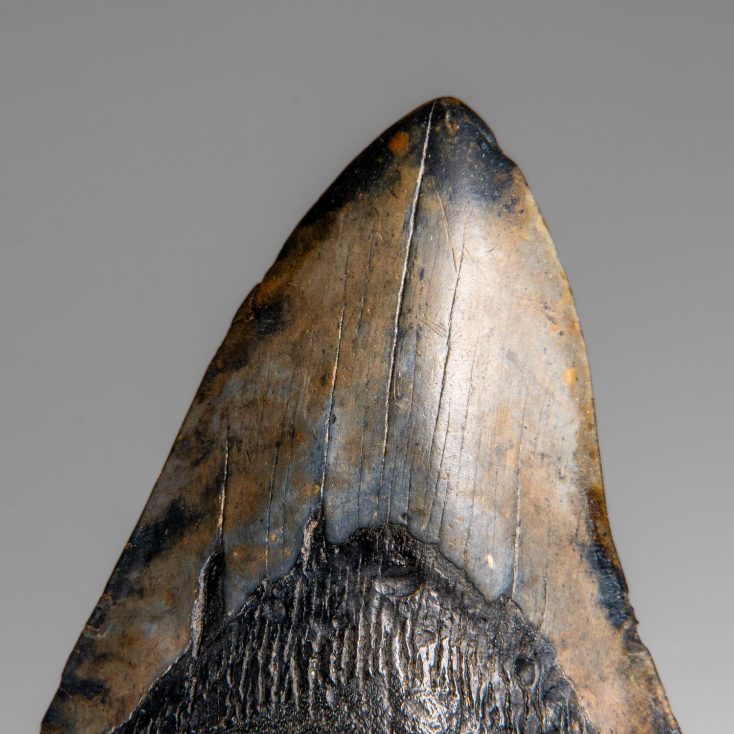 Genuines Megalodon-Schlangenzahn in Vitrinenschachtel (258.9 Gramm) (21. Jahrhundert und zeitgenössisch) im Angebot