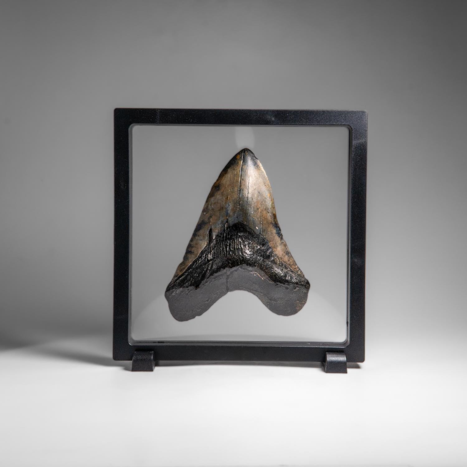 Genuines Megalodon-Schlangenzahn in Vitrinenschachtel (258.9 Gramm) (Sonstiges) im Angebot
