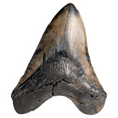 Genuines Megalodon-Schlangenzahn in Vitrinenschachtel (258.9 Gramm)