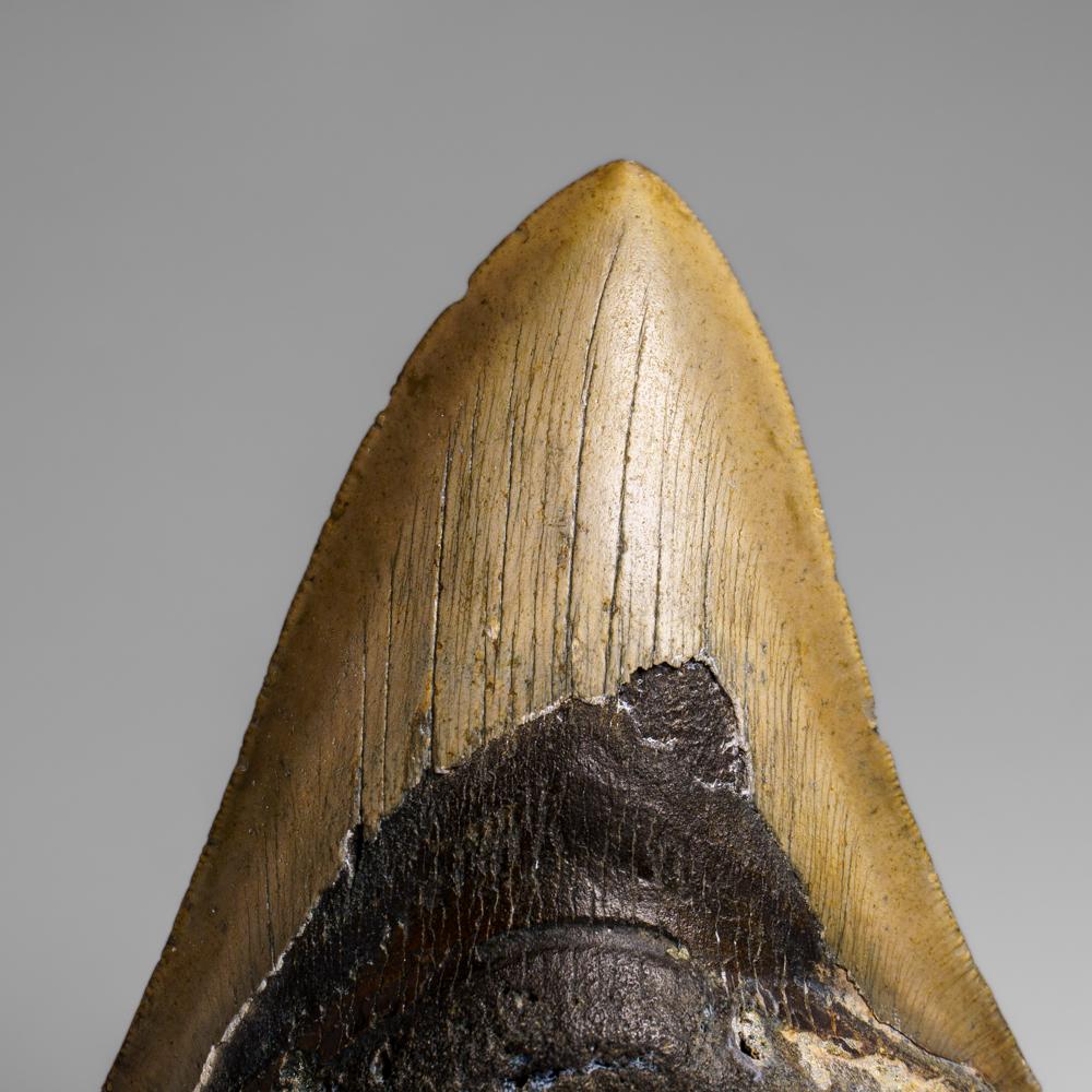 Der Megalodon war ein prähistorischer Hai, der vielleicht 50 Fuß oder mehr lang war, zwei- oder dreimal so lang wie der Große Weiße Hai! Genau wie moderne Haie hatte dieses prähistorische Raubtier außer seinen massiven Zähnen keine Knochen, die in