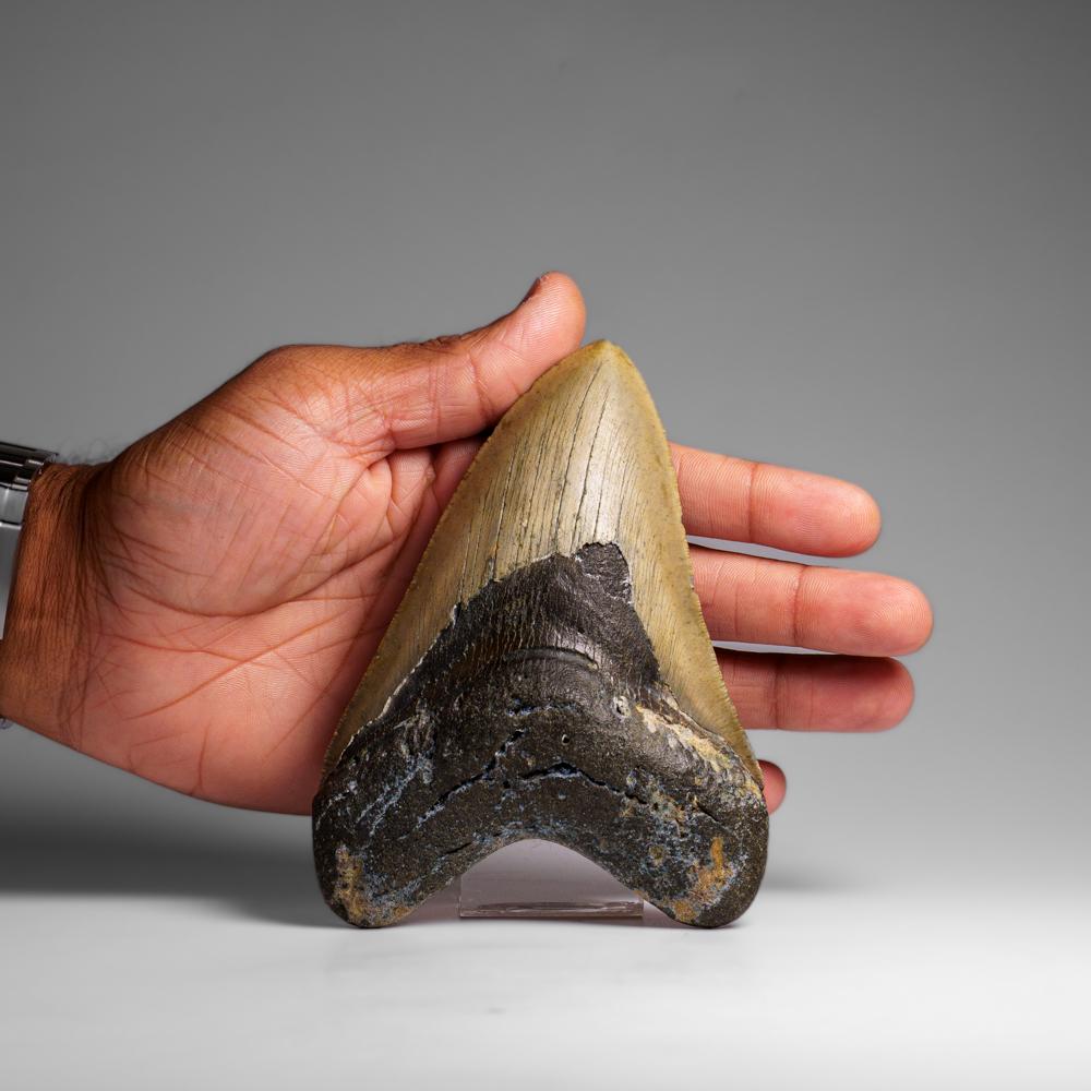 Genuines Megalodon-Schlangenzahn in Vitrinenschachtel (264.2 Gramm) (amerikanisch) im Angebot