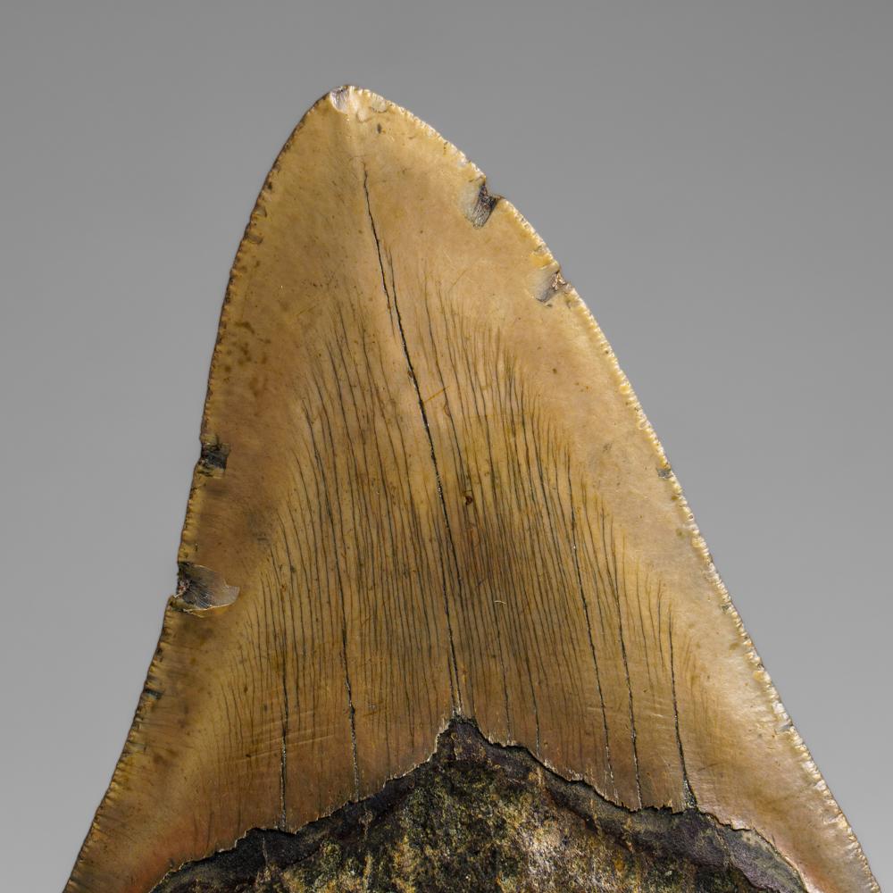 Genuines Megalodon-Schlangenzahn in Vitrinenschachtel (264.2 Gramm) (21. Jahrhundert und zeitgenössisch) im Angebot