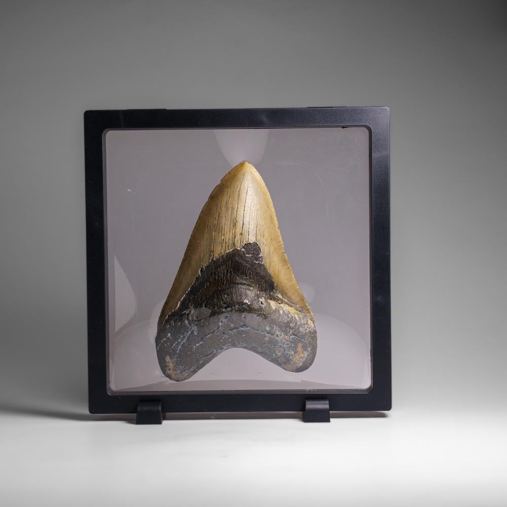 Genuines Megalodon-Schlangenzahn in Vitrinenschachtel (264.2 Gramm) (Sonstiges) im Angebot