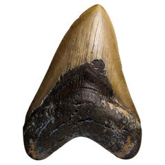 Véritable dent de requin mégalodon dans sa boîte d'exposition (264.2 grammes)
