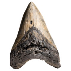 Véritable dent de requin mégalodon dans sa boîte d'exposition (271.2 grammes)