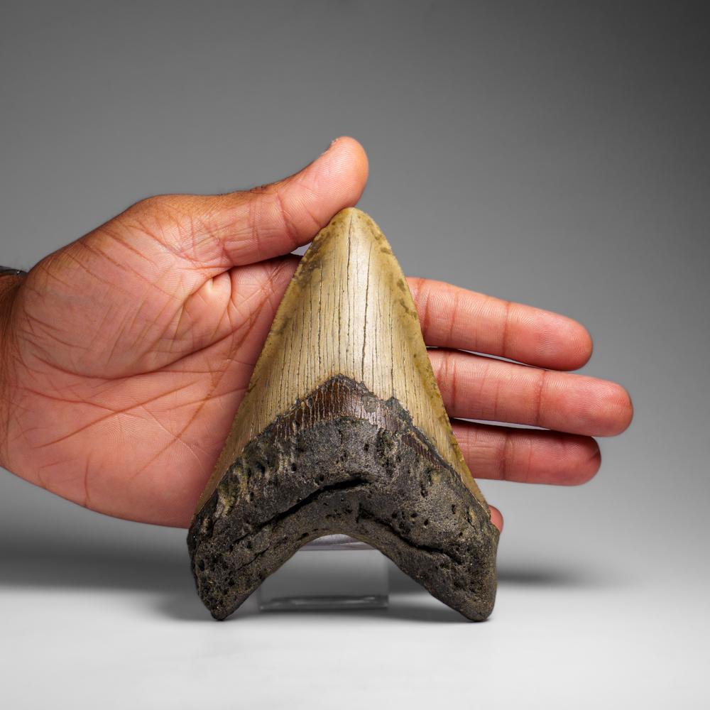 Genuines Megalodon-Schlangenzahn in Vitrinenschachtel (272.1 Gramm) (amerikanisch) im Angebot