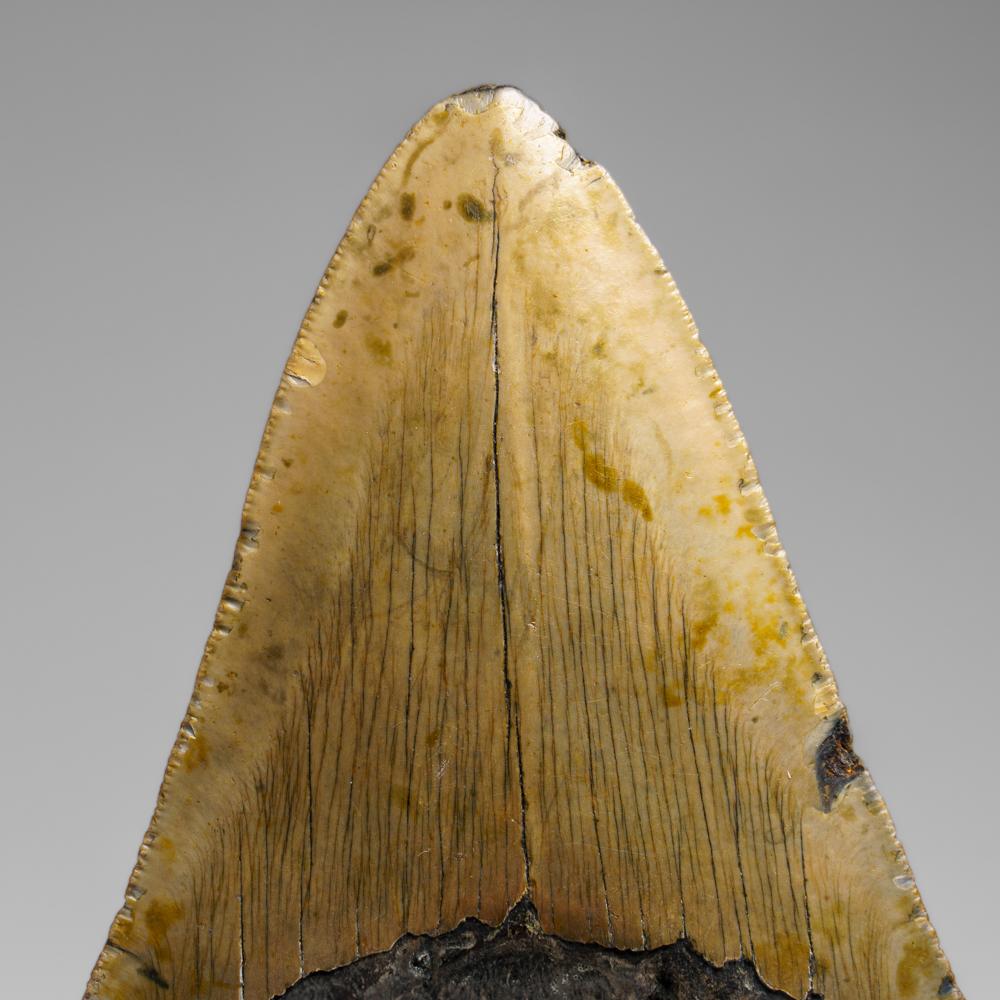 Genuines Megalodon-Schlangenzahn in Vitrinenschachtel (272.1 Gramm) (21. Jahrhundert und zeitgenössisch) im Angebot