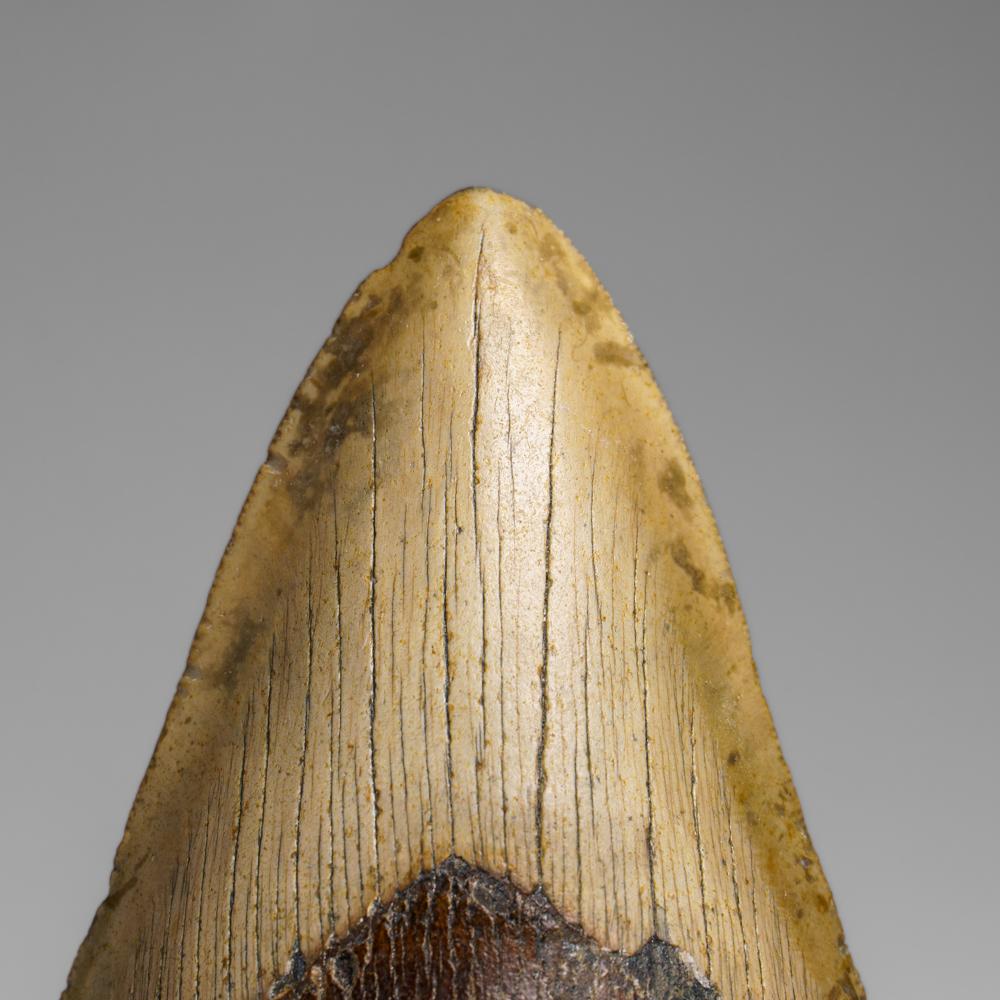 Genuines Megalodon-Schlangenzahn in Vitrinenschachtel (272.1 Gramm) (Sonstiges) im Angebot