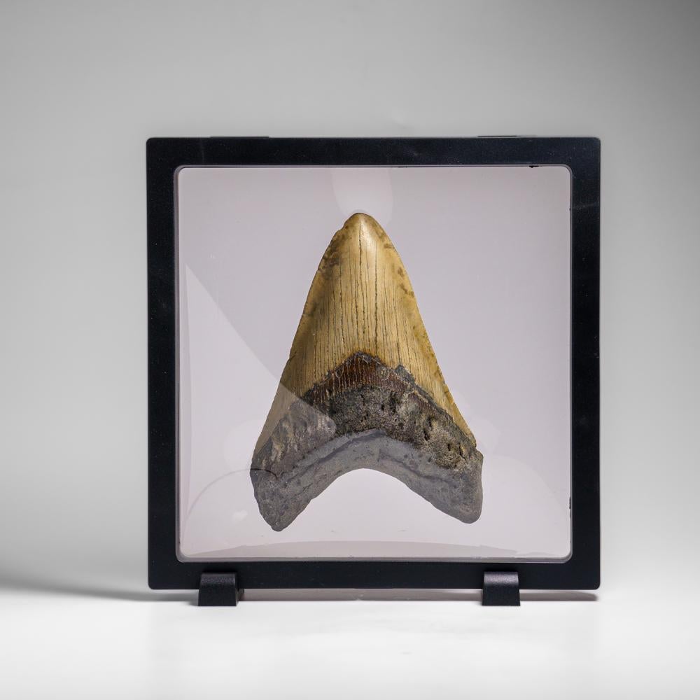 Genuines Megalodon-Schlangenzahn in Vitrinenschachtel (272.1 Gramm) im Angebot 1