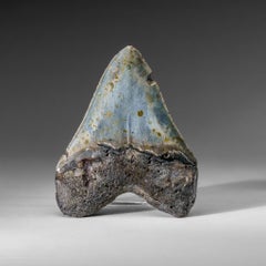 Genuine Megalodon Shark Tooth in Display Box (286 grams)