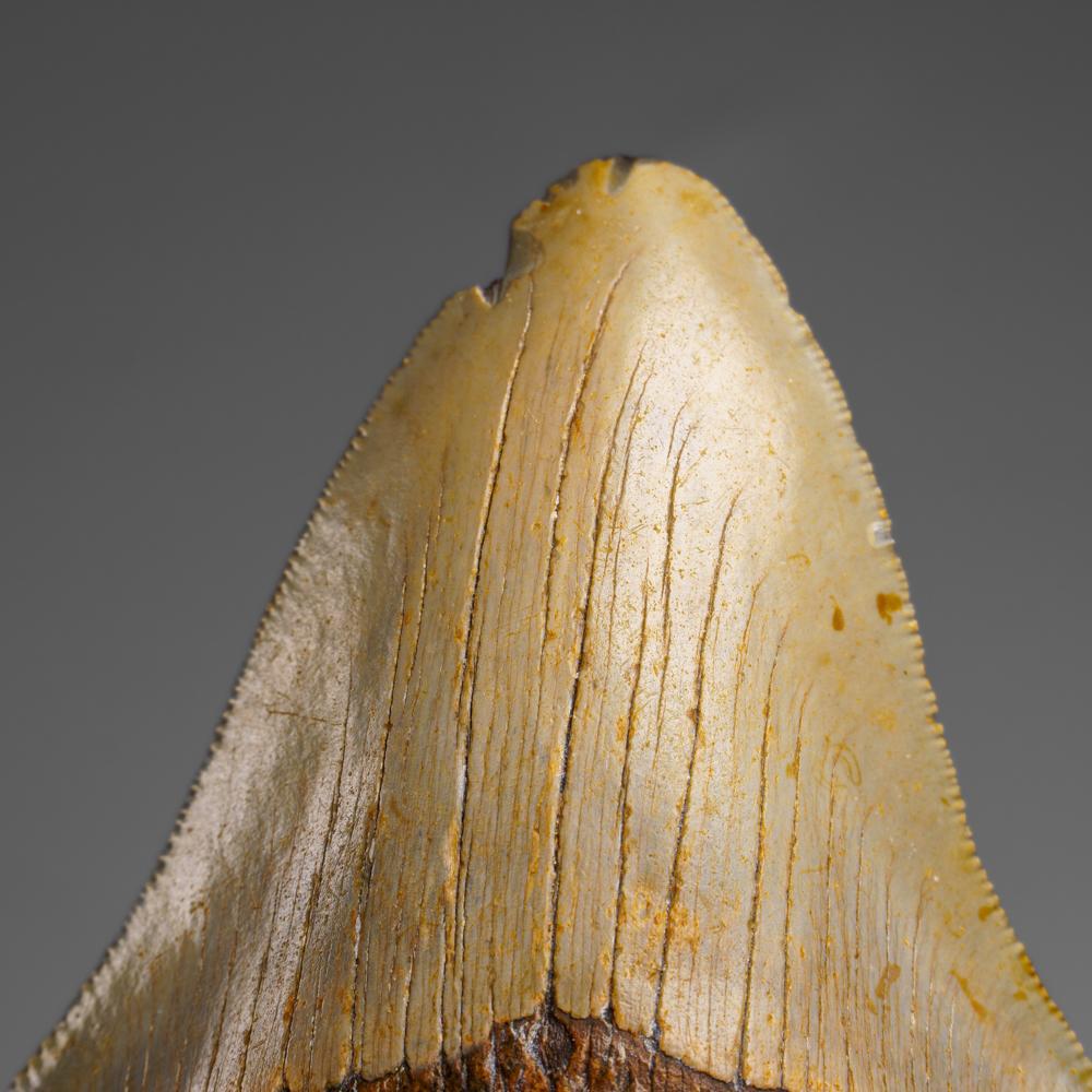 Der Megalodon war ein prähistorischer Hai, der vielleicht 50 Fuß oder mehr lang war, zwei- oder dreimal so lang wie der Große Weiße Hai! Genau wie moderne Haie hatte dieses prähistorische Raubtier außer seinen massiven Zähnen keine Knochen, die in