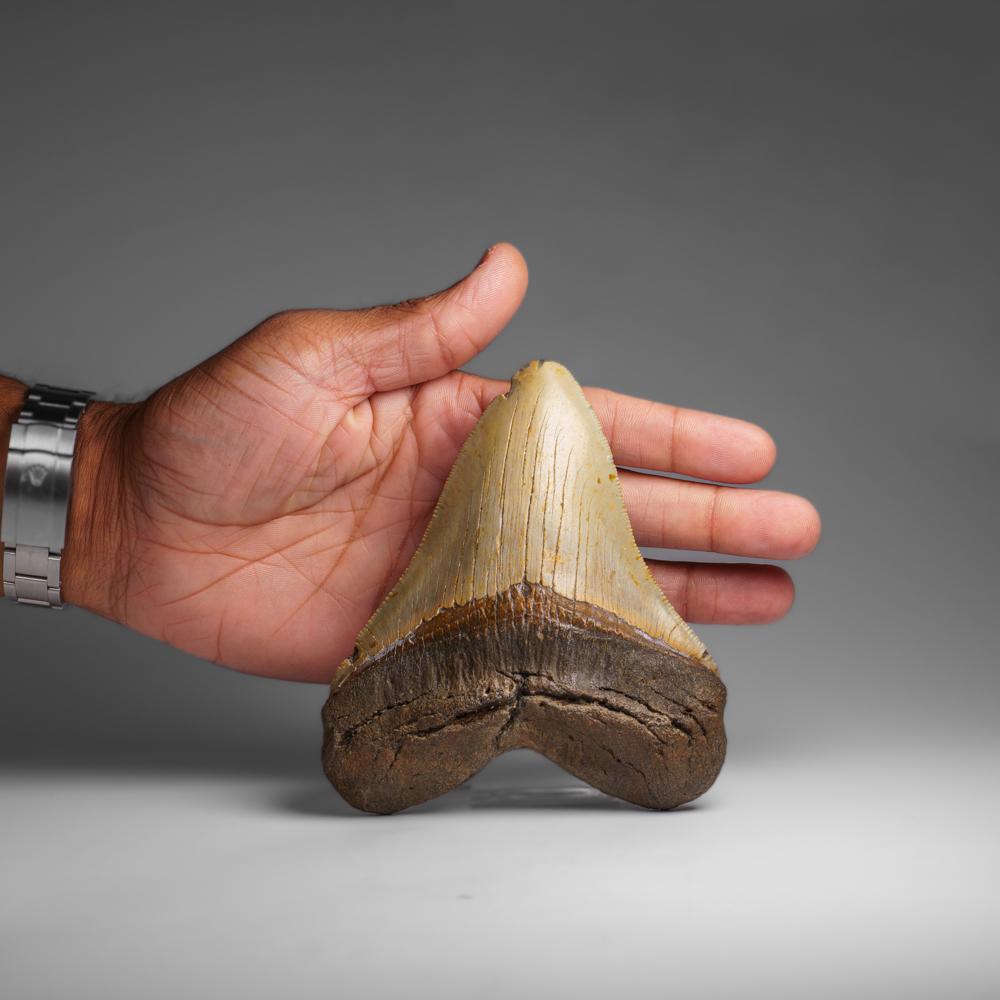 Genuines Megalodon-Schlangenzahn in Vitrinenschachtel (286.3 Gramm) (amerikanisch) im Angebot
