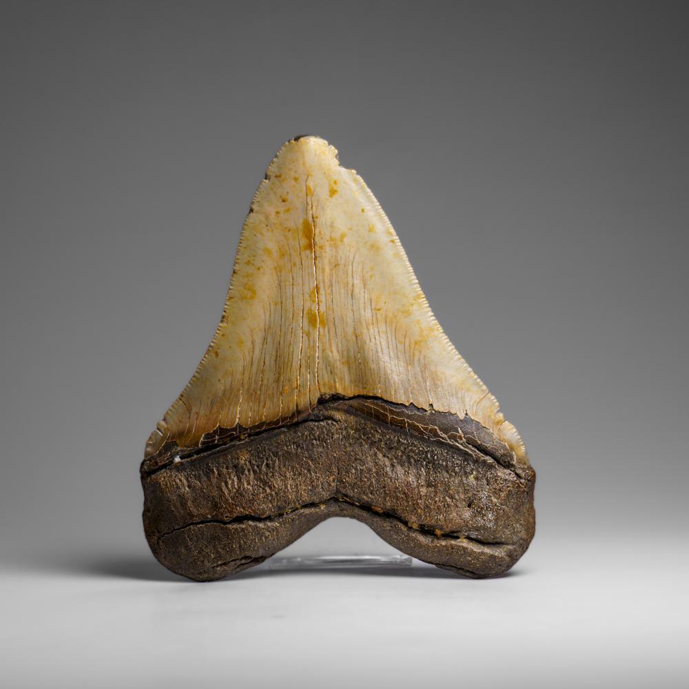 Genuines Megalodon-Schlangenzahn in Vitrinenschachtel (286.3 Gramm) im Zustand „Neu“ im Angebot in New York, NY