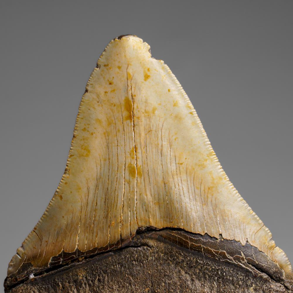Genuines Megalodon-Schlangenzahn in Vitrinenschachtel (286.3 Gramm) (21. Jahrhundert und zeitgenössisch) im Angebot