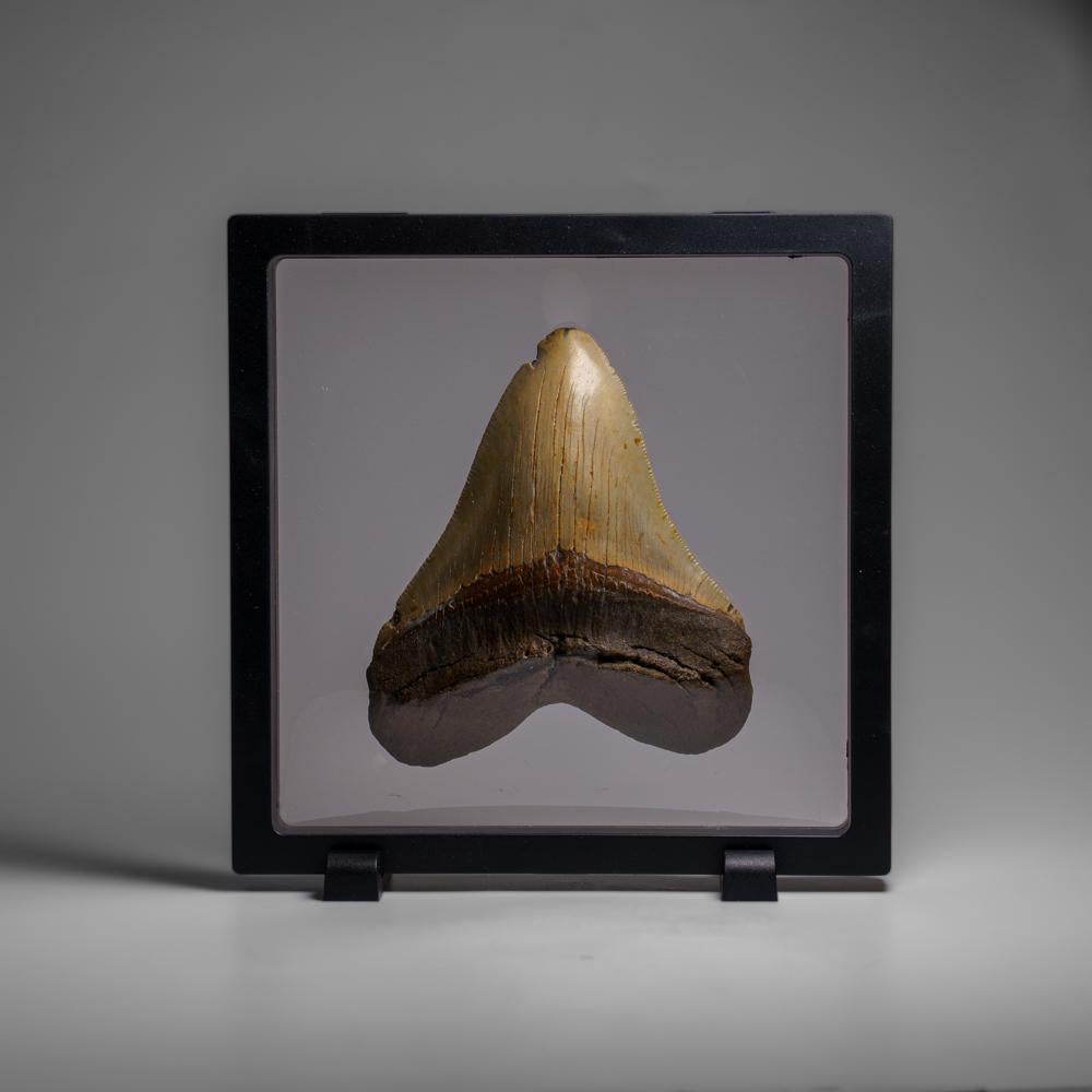 Genuines Megalodon-Schlangenzahn in Vitrinenschachtel (286.3 Gramm) (Sonstiges) im Angebot
