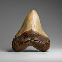 Genuines Megalodon-Schlangenzahn in Vitrinenschachtel (286.3 Gramm)