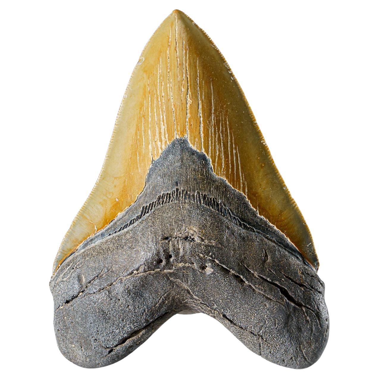 Genuine Megalodon Shark Tooth in Display Box (300.9 grams)