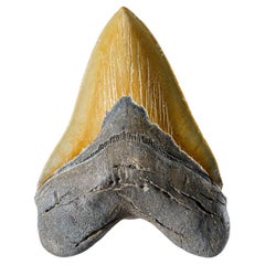 Véritable dent de requin mégalodon dans sa boîte d'exposition (300,9 grammes)