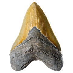 Genuine Megalodon Shark Tooth in Display Box (300.9 grams)