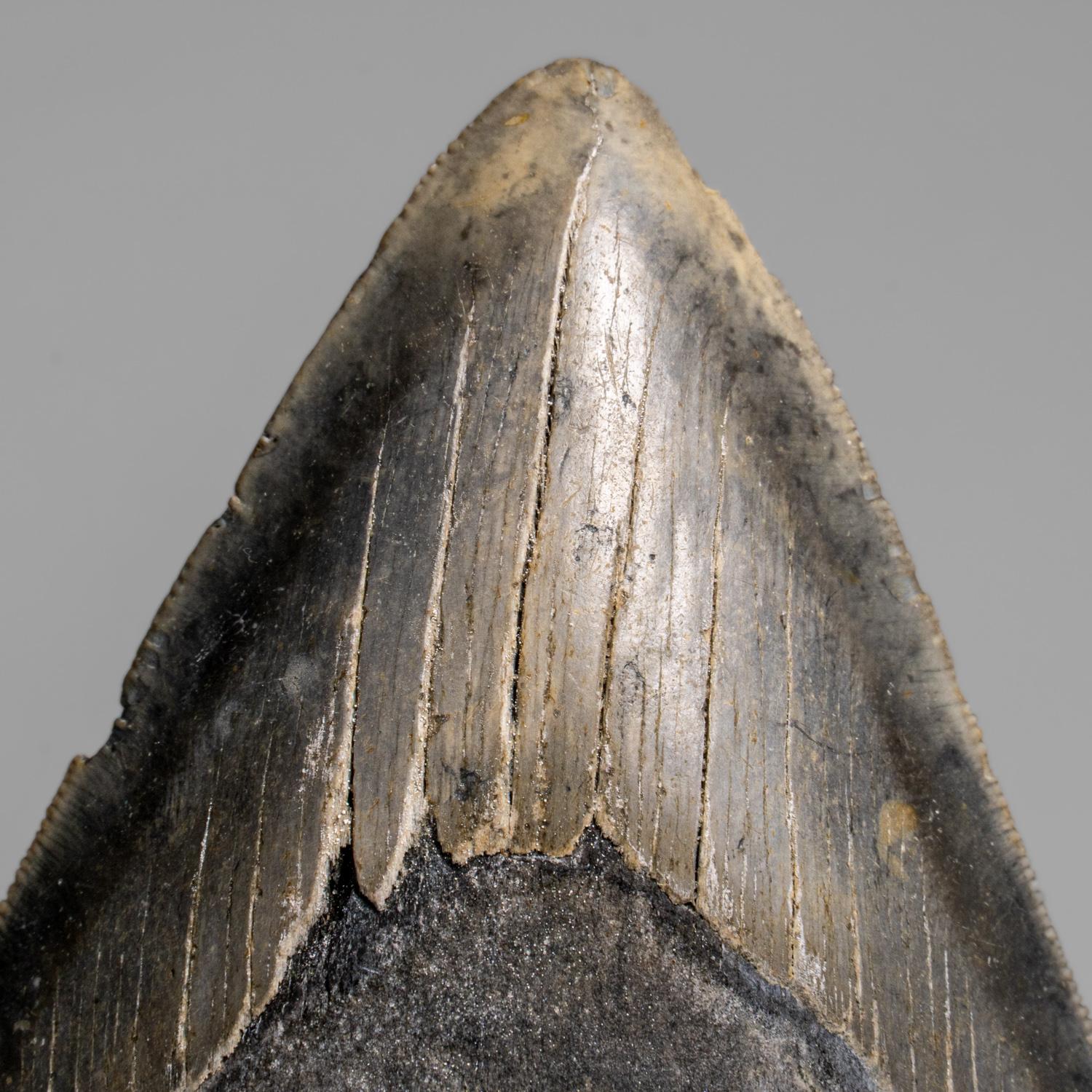 Der Megalodon war ein prähistorischer Hai, der vielleicht 50 Fuß oder mehr lang war, zwei- oder dreimal so lang wie der Große Weiße Hai! Genau wie moderne Haie hatte dieses prähistorische Raubtier außer seinen massiven Zähnen keine Knochen, die in