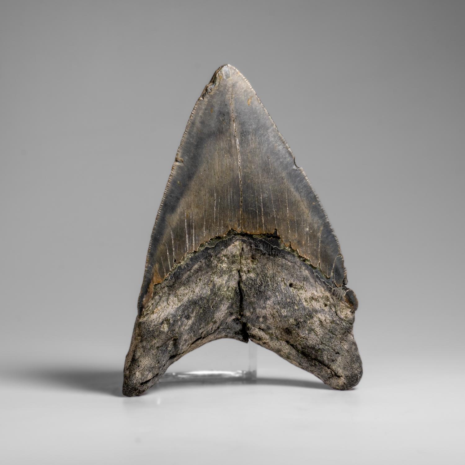 Genuines Megalodon-Schlangenzahn in Vitrinenschachtel (303.8 Gramm) (amerikanisch) im Angebot