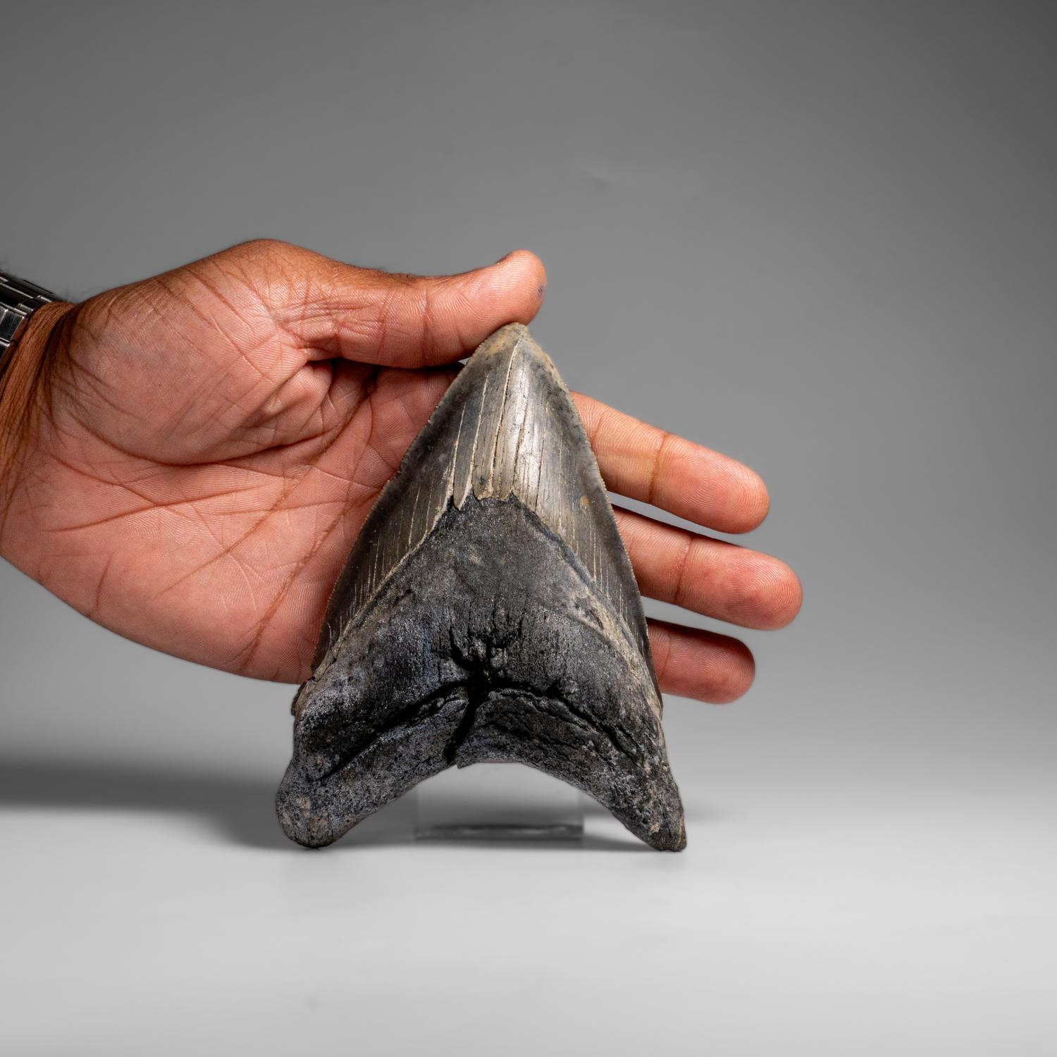 Genuines Megalodon-Schlangenzahn in Vitrinenschachtel (303.8 Gramm) im Zustand „Neu“ im Angebot in New York, NY