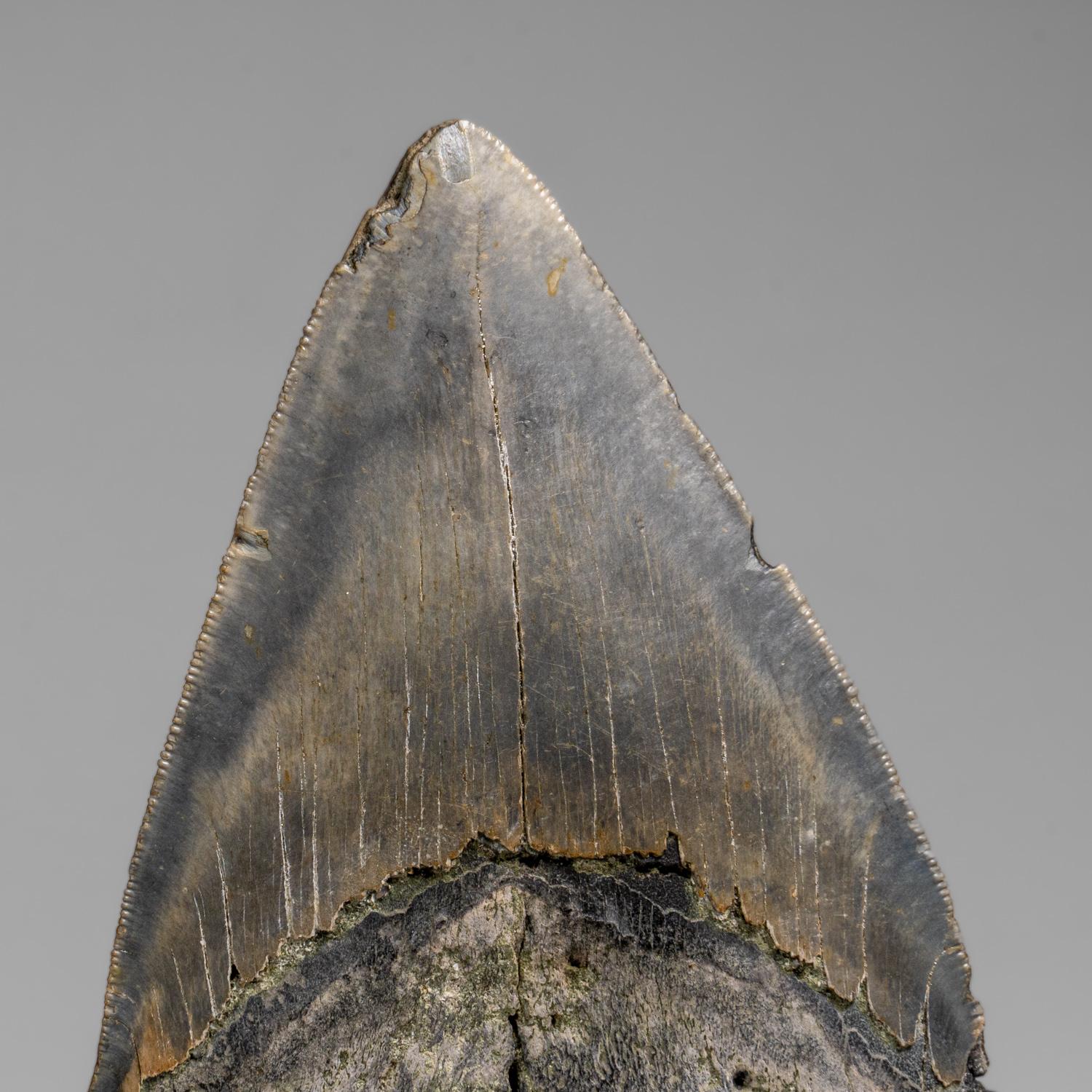 Genuines Megalodon-Schlangenzahn in Vitrinenschachtel (303.8 Gramm) (21. Jahrhundert und zeitgenössisch) im Angebot