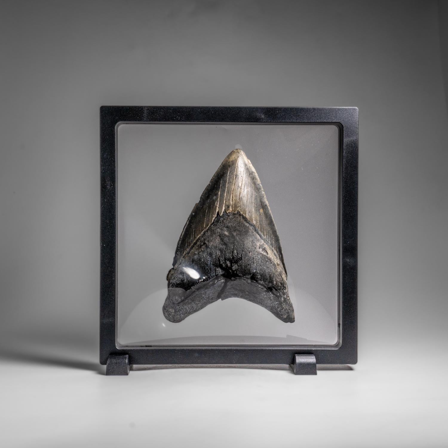 Genuines Megalodon-Schlangenzahn in Vitrinenschachtel (303.8 Gramm) (Sonstiges) im Angebot