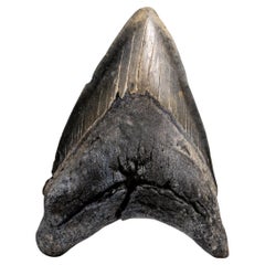 Genuines Megalodon-Schlangenzahn in Vitrinenschachtel (303.8 Gramm)