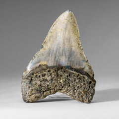 Genuine Megalodon Shark Tooth in Display Box (304 grams)